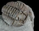 Flexicalymene Trilobite In Shale - Ohio #52672-2